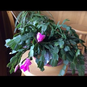 Meet your Posher, Jan